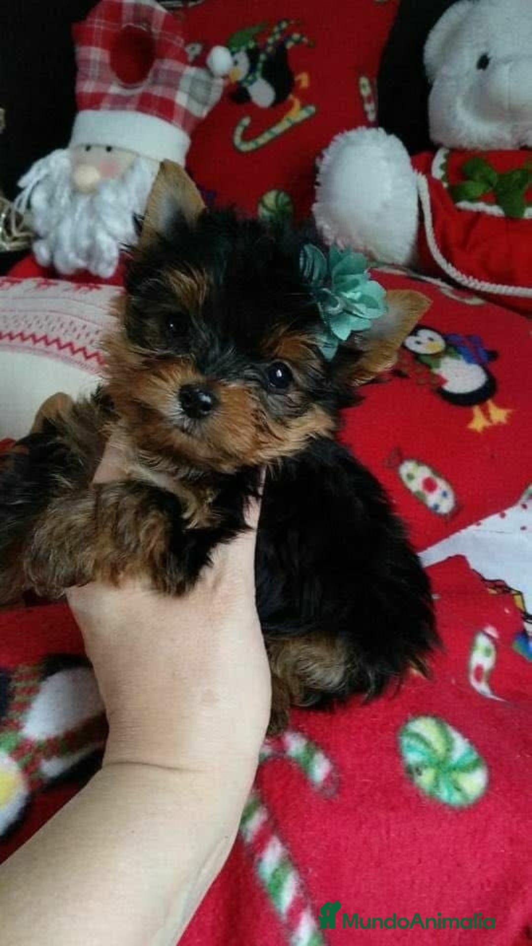 Yorkshire Terrier perros en venta: Yorkshire terrier - Imagen 14
