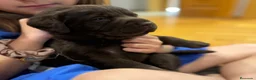 Labrador Retriever perros en venta: Cachorro Labrador chocolate  - Anuncio 2