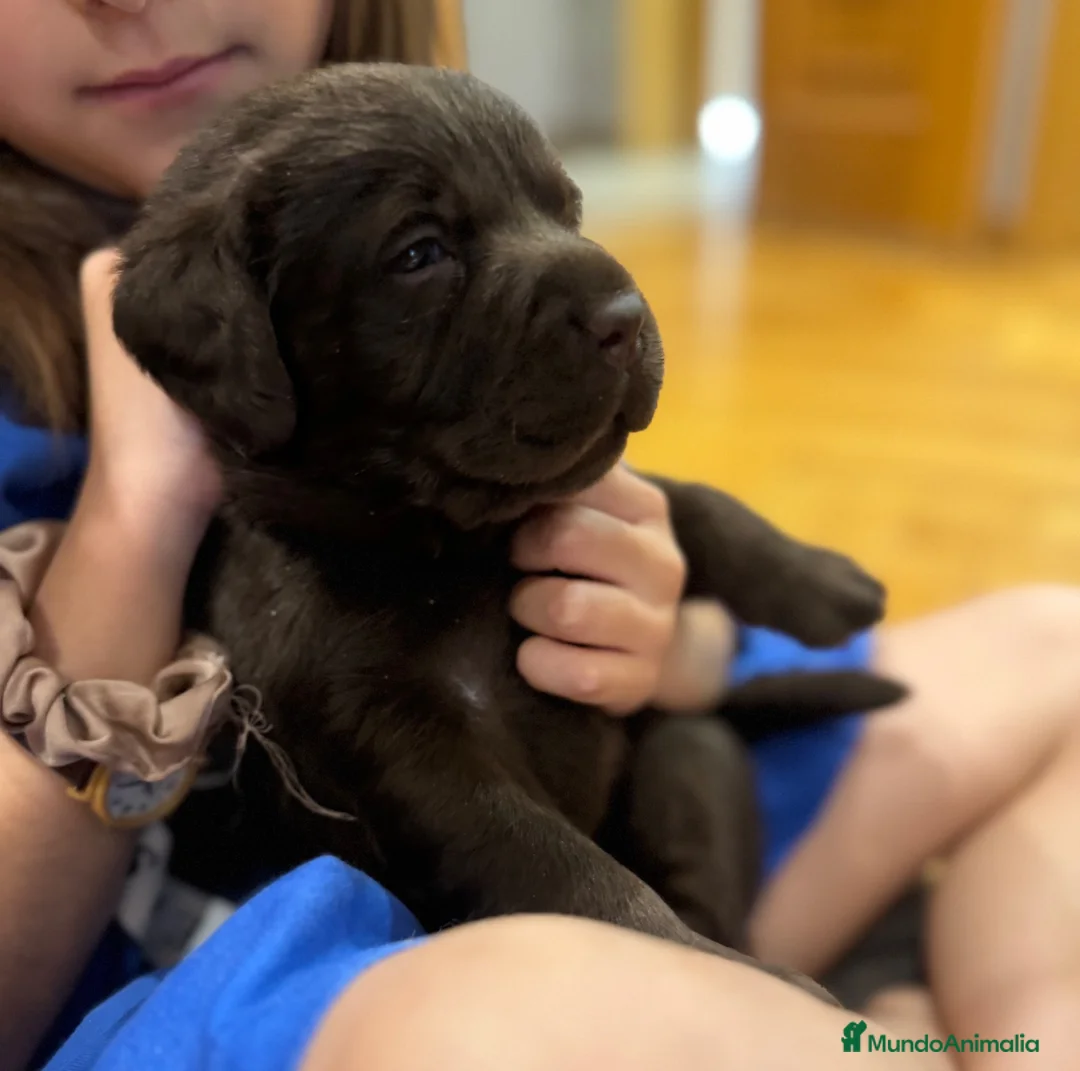 Labrador Retriever perros en venta: Cachorro Labrador chocolate  - Anuncio 2