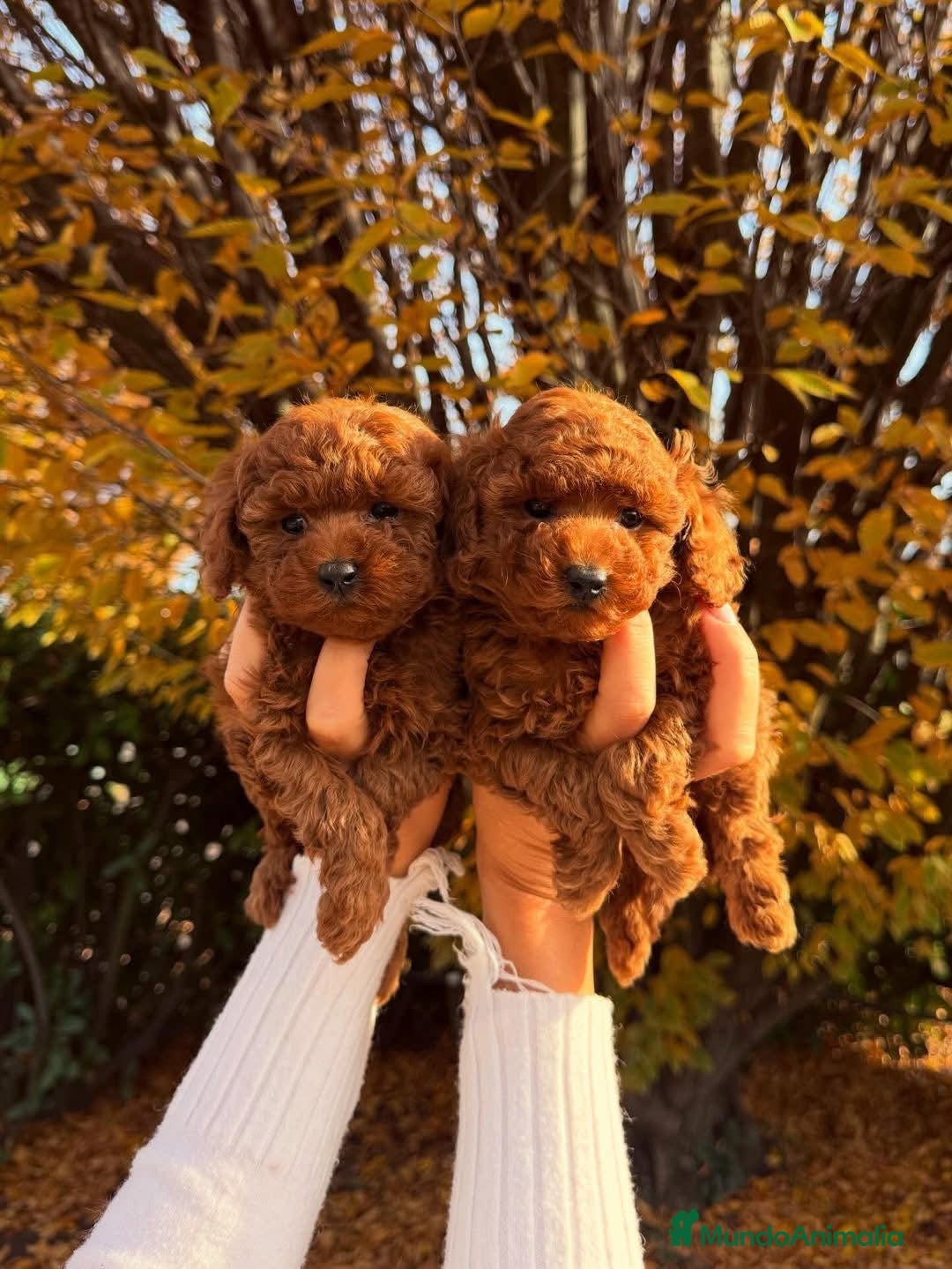 Caniche Toy perros caniche toy  - Anuncio 2