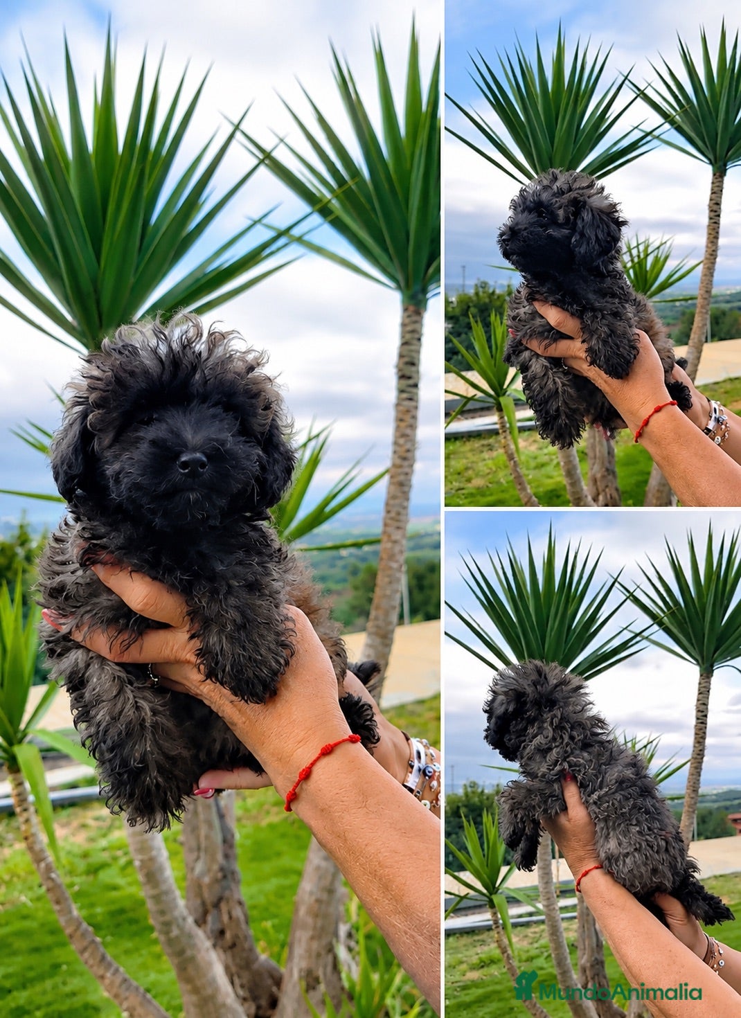 Caniche Toy perros PRECIOSA CANICHE TOY BRINDLE DISPONIBLE 🤎🐩 - Anuncio 1