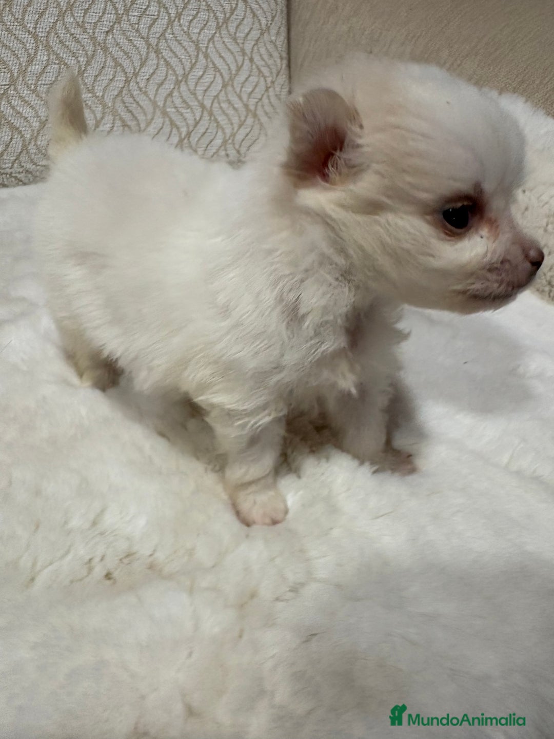 Pomerania perros en venta: Lulu Pomerania Toy hembra naranja blanca  - Anuncio 13