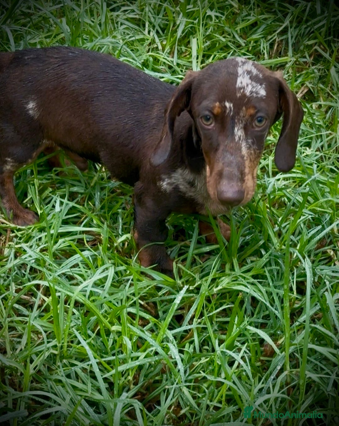 Teckel Miniatura perros en venta: Teckel mini arlequín chocolate  - Imagen 2