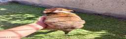 Boxer perros en venta: Boxer  - Anuncio 9