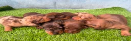 Teckel Miniatura perros en venta: TECKEL MINIATURA - Anuncio 5
