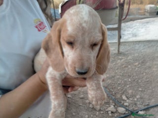 Raza Mixta perros - Anuncio 4