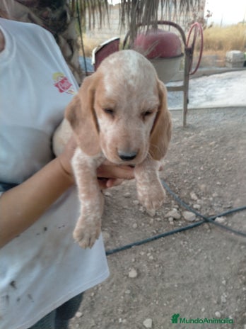 Raza Mixta perros - Anuncio 2