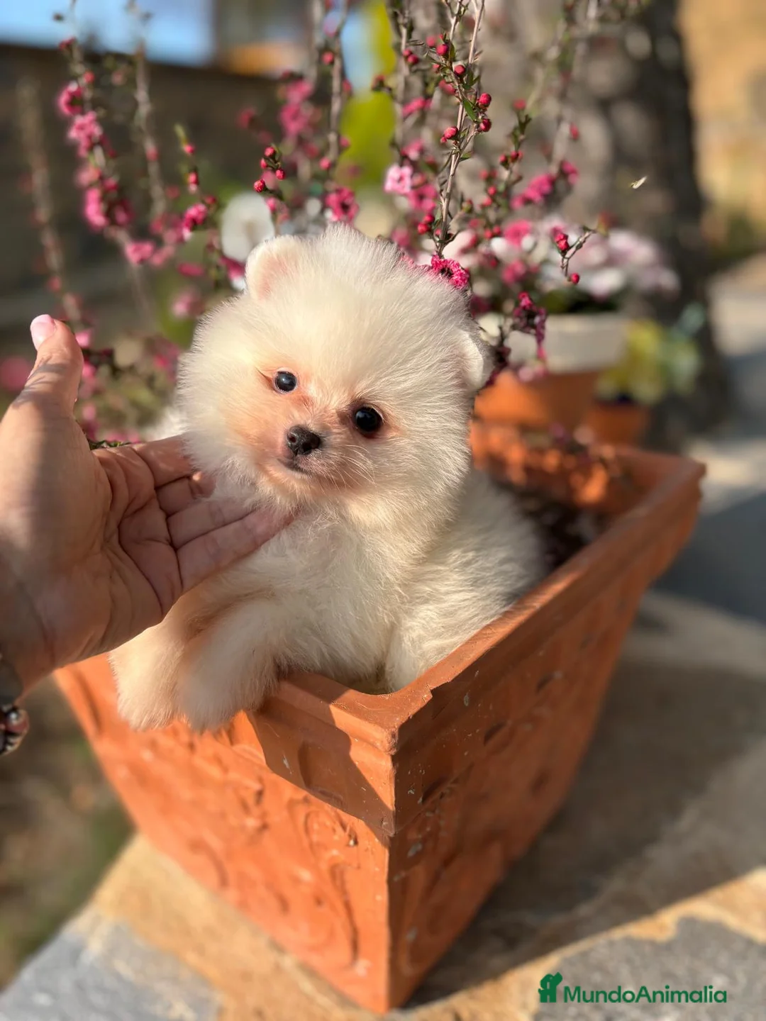 Pomerania perros en venta: Pomerania Toy  - Anuncio 10