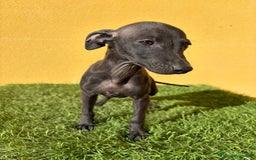 Pequeño Lebrel Italiano perros en venta: piccolo lebrel italiano galgito - Imagen 8