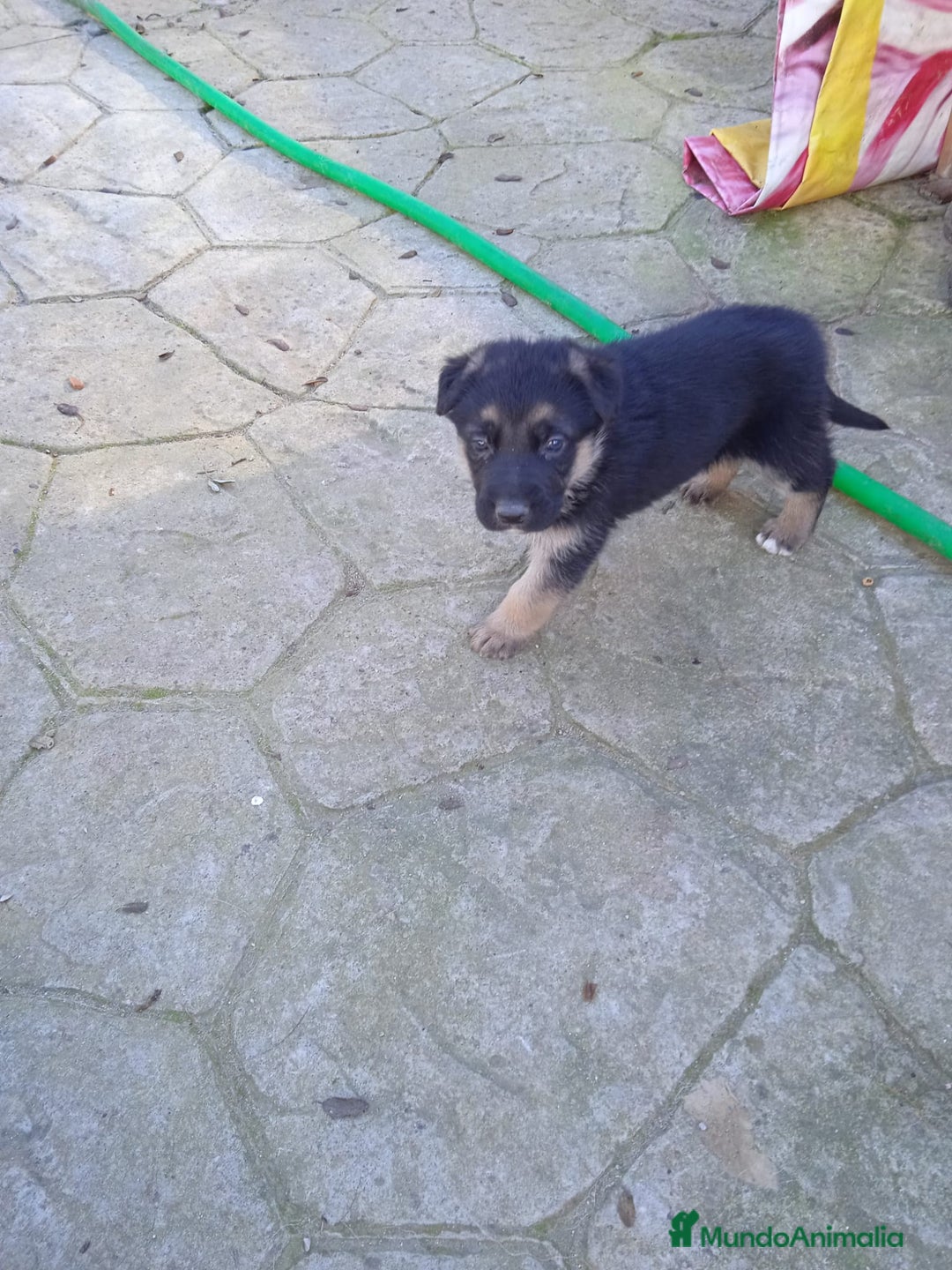 Pastor Alemán perros en venta: Cachorros de Pastor alemán  - Anuncio 3