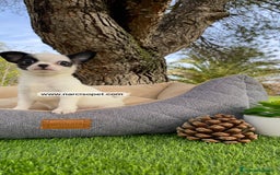 Chihuahua perros en venta: CHIHUAHUA LINEA RUSA - Imagen 2
