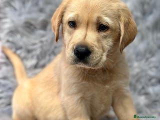 Labrador Retriever perros IMPRESIONANTE LABRADOR AMARILLO MACHO Y HEMBRA - Anuncio 24