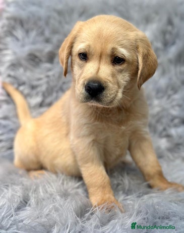 Labrador Retriever perros - Anuncio 5