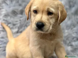 Labrador Retriever perros IMPRESIONANTE LABRADOR AMARILLO MACHO Y HEMBRA - Anuncio 2