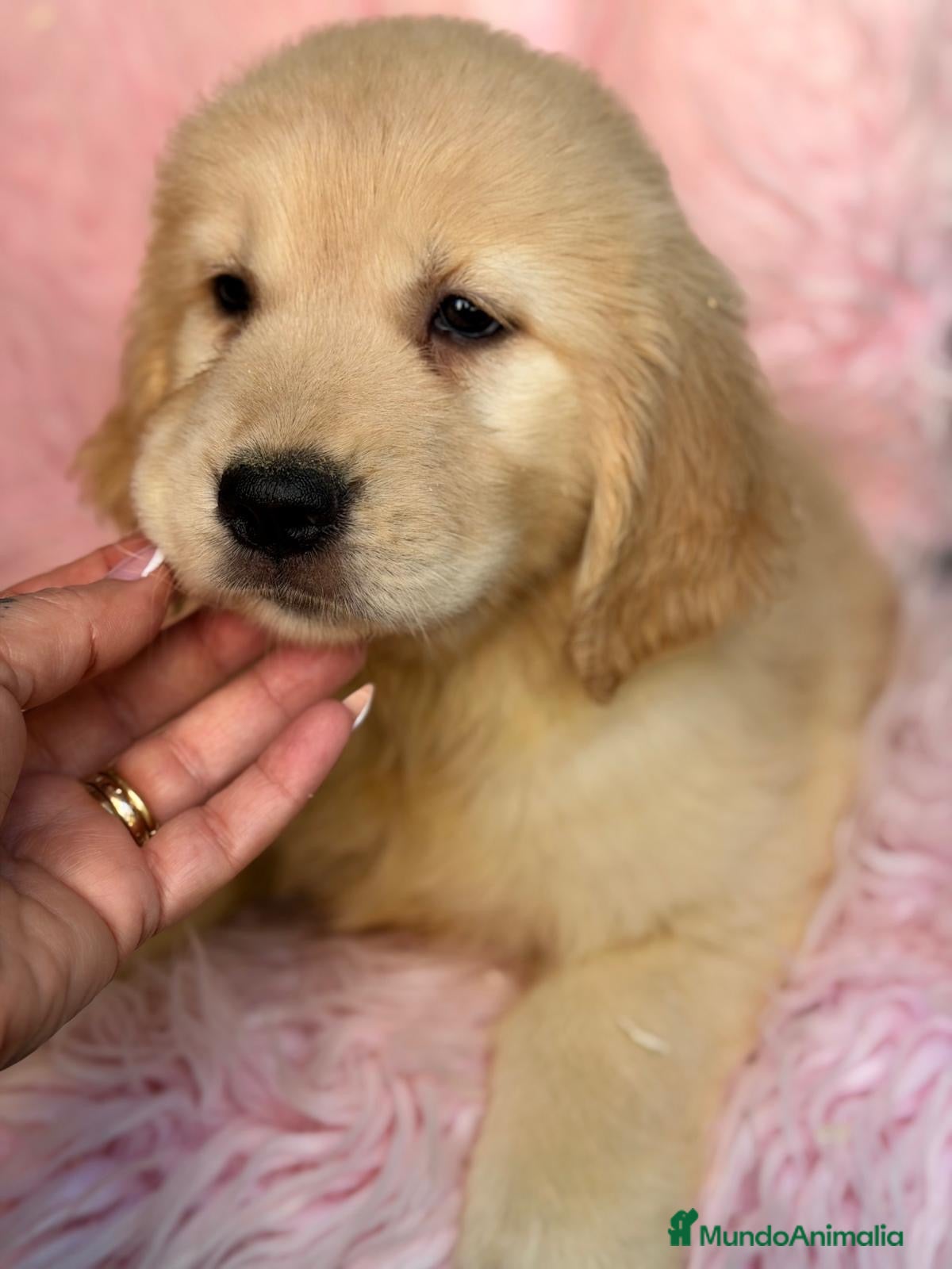 Golden Retriever perros en venta: Espectaculares hembra golden retriever  - Anuncio 1