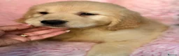 Golden Retriever perros en venta: Espectaculares hembra golden retriever  - Anuncio 1