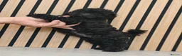 Caniche Toy perros en venta: Caniche Toy disponibles Macho y Hembra  - Anuncio 4