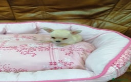 Chihuahua perros en venta: CHIHUAHUA TOY  - Imagen 5