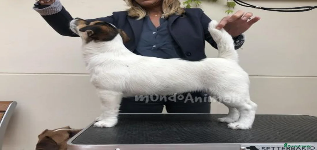 Imagen de galería {{count}}