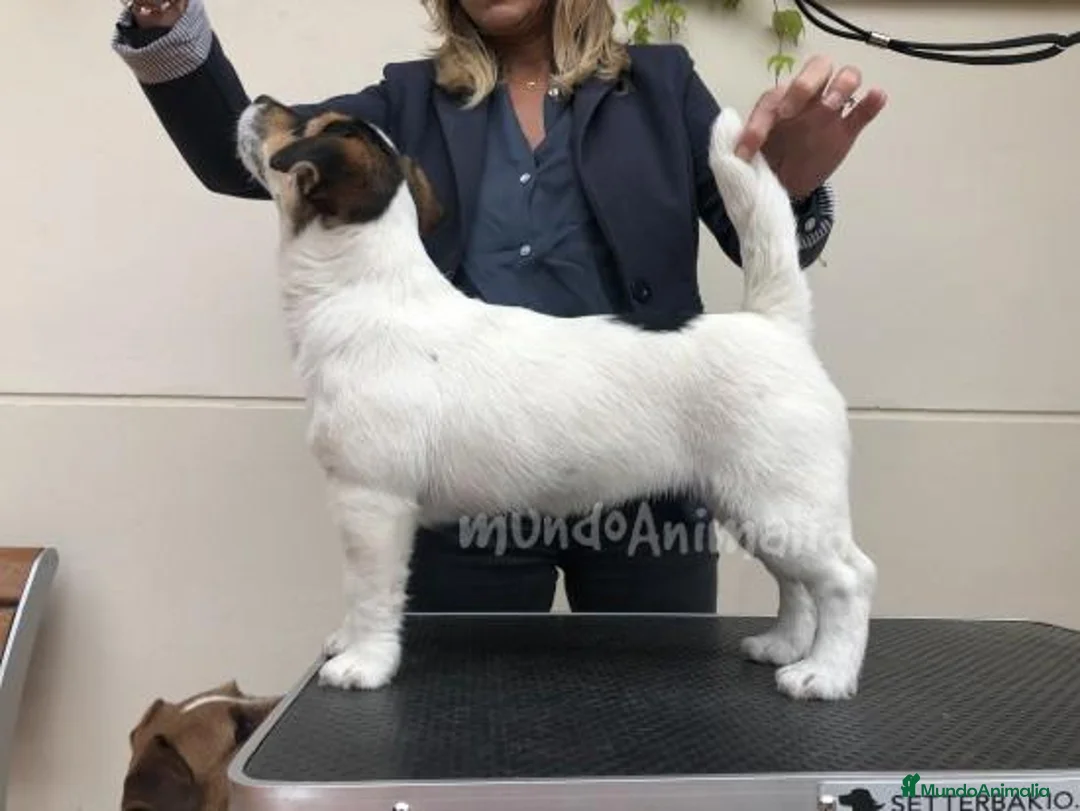 Imagen de galería {{count}}