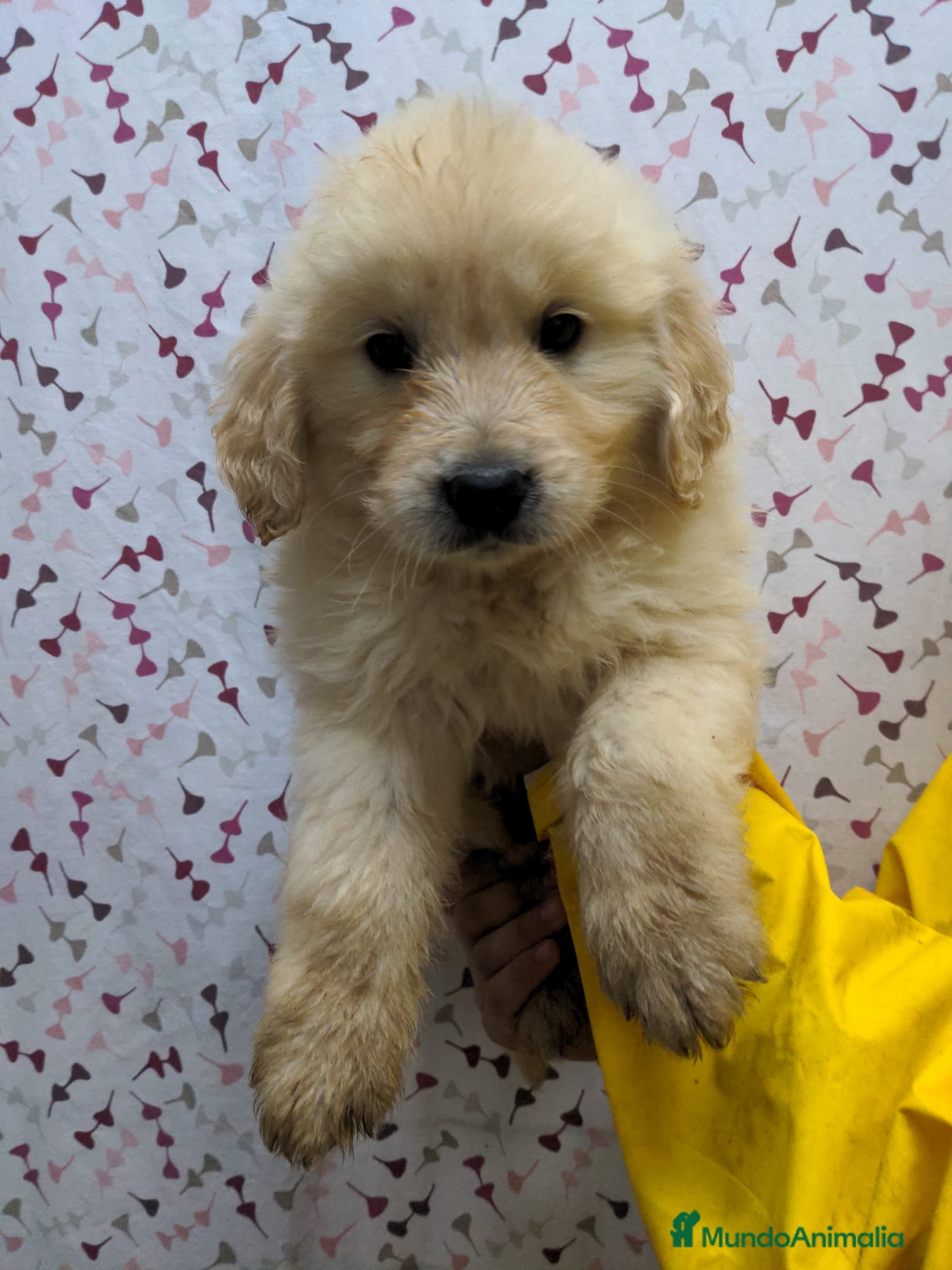 Golden Retriever perros Preciosos cachorros de golden retriever - Anuncio 33