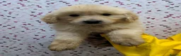Golden Retriever perros en venta: Preciosos cachorros de golden retriever - Anuncio 1