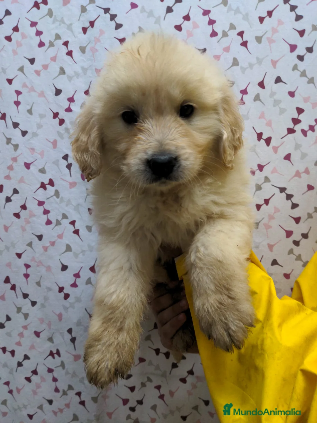 Golden Retriever perros en venta: Preciosos cachorros de golden retriever - Anuncio 1