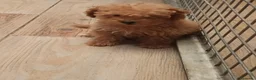 Caniche Toy perros en venta: Caniche toy - Anuncio 3