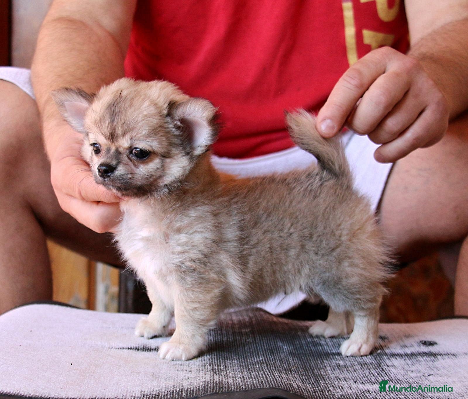 Chihuahua perros en venta: Macho de pelo largo - Anuncio 4