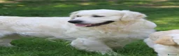 Golden Retriever perros en venta: CRIADERO DE GOLDEN EN CATALUÑA  - Anuncio 4