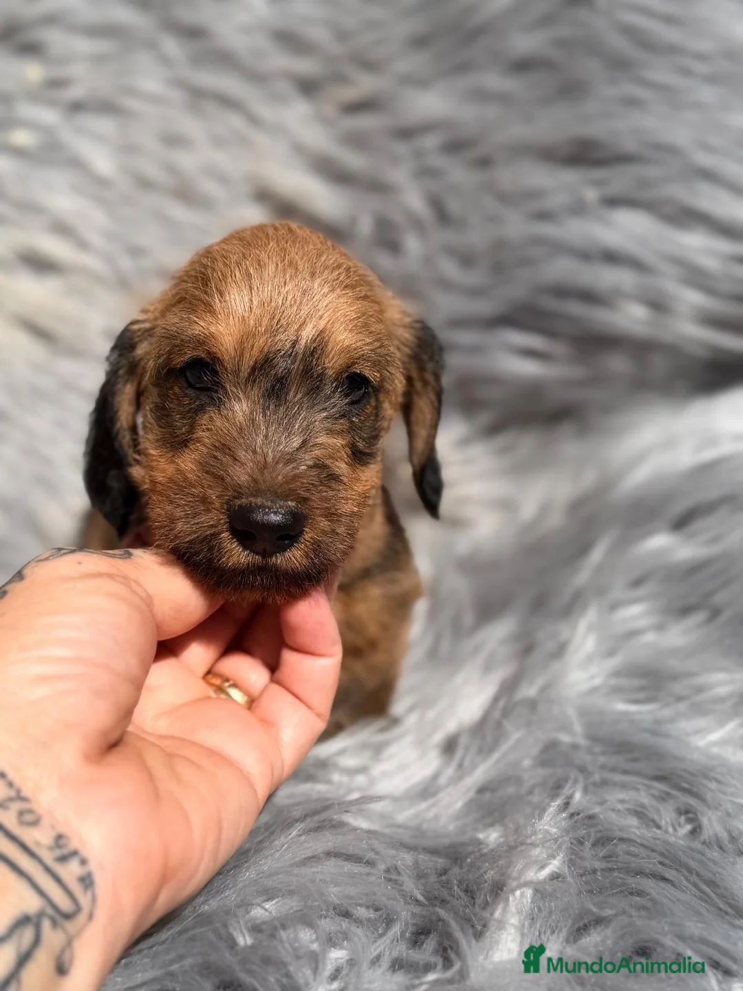 Teckel Miniatura perros en venta: TECKEL HOJA SECA PAPÁS KANINCHEN - Anuncio 9