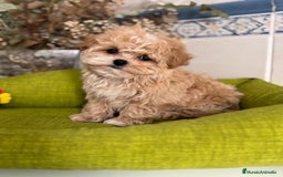 Maltipoo perros en venta: Maltipoo para reservar para Diciembre  - Imagen 5