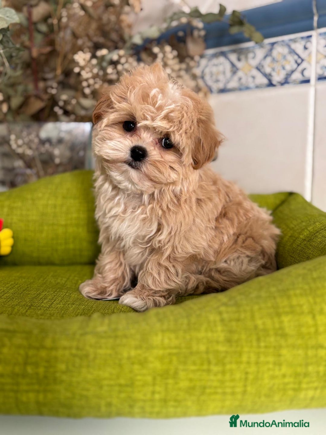 Maltipoo perros en venta: Maltipoo para reservar para Diciembre  - Imagen 5