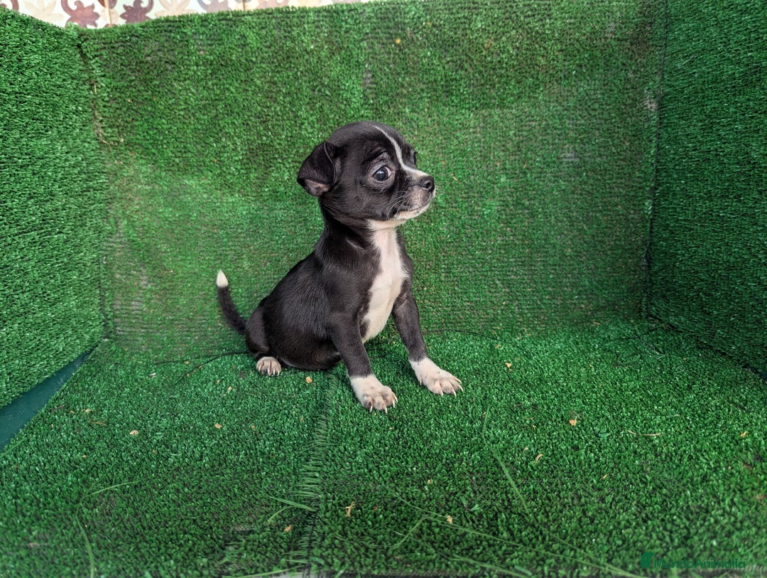 Chihuahua perros en venta: Chihuahua  - Anuncio 3