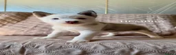 Husky Siberiano perros en venta: Disponibles Huskys Siberianos  - Anuncio 6