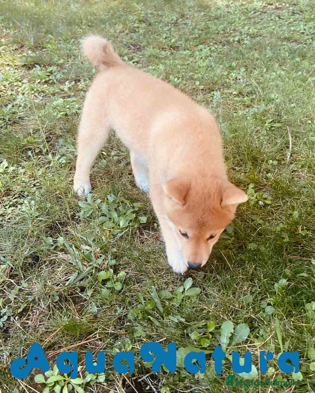 Shiba Inu perros  Shiba Inu Hembra de Mel y SIlvio 6248 -AQUANATURA en Barcelona - Anuncio 2