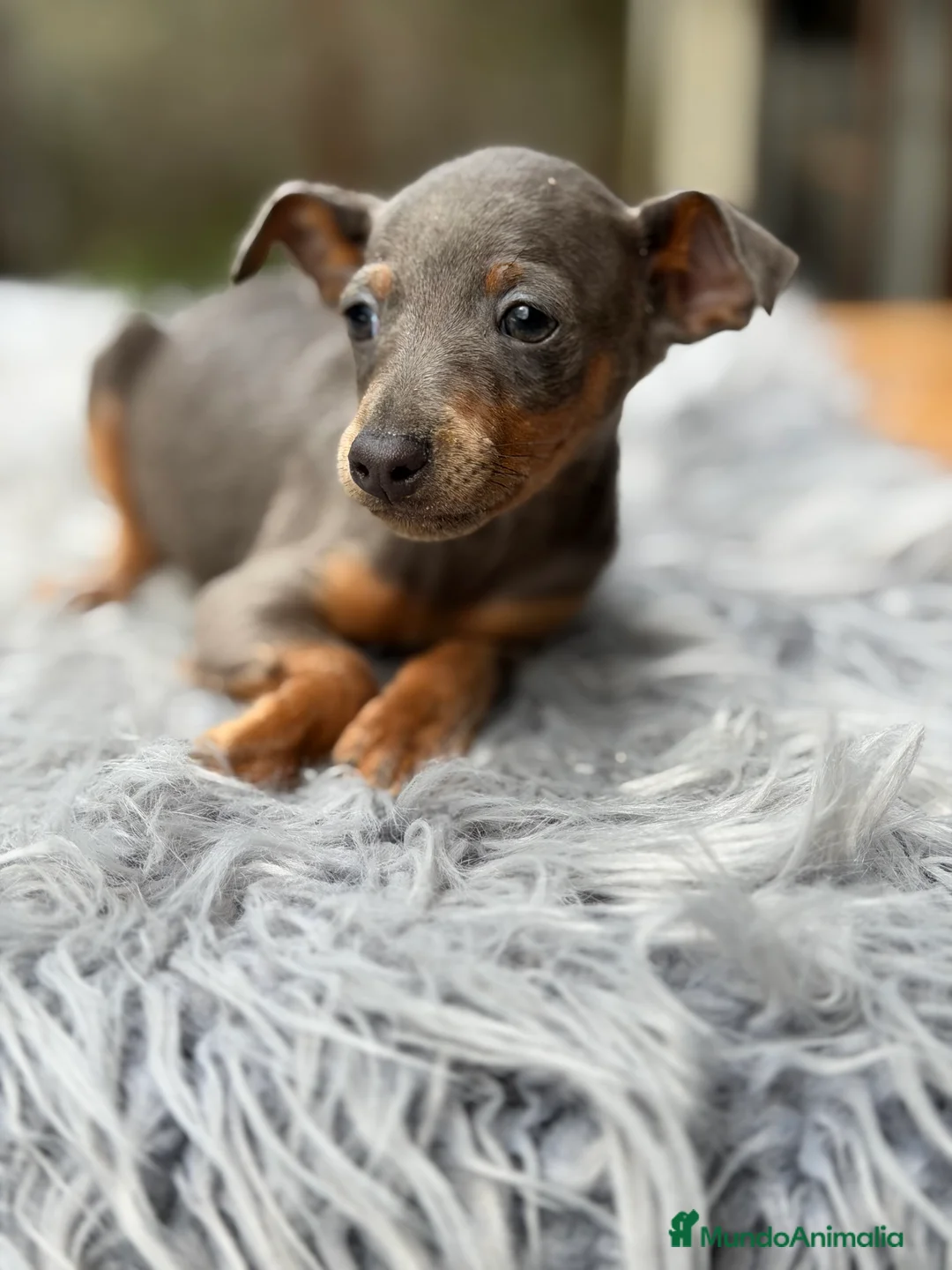 Pinscher Miniatura perros en venta: Pincher miniatura Blue  - Anuncio 5