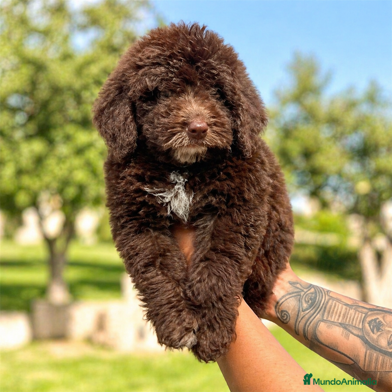Perro de Agua Español perros Perro de Agua Español color chocolate disponible ✨ - Anuncio 3