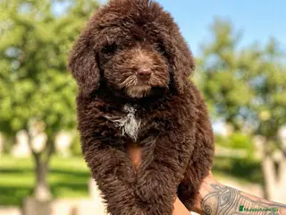 Perro de Agua Español perros Perro de Agua Español color chocolate disponible ✨ - Anuncio 3