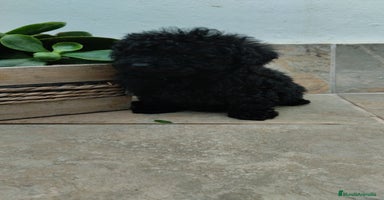 Caniche Toy perros - Anuncio 7