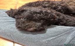 Perro de Agua Español perros en venta: Cachorritos perro de agua Español  - Imagen 3