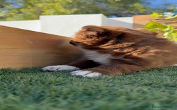 Border Collie perros en venta: BORDER COLLIE - Anuncio 14