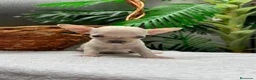 Chihuahua perros en venta: CHIHUAHUA-OJOS AZULES - Anuncio 9