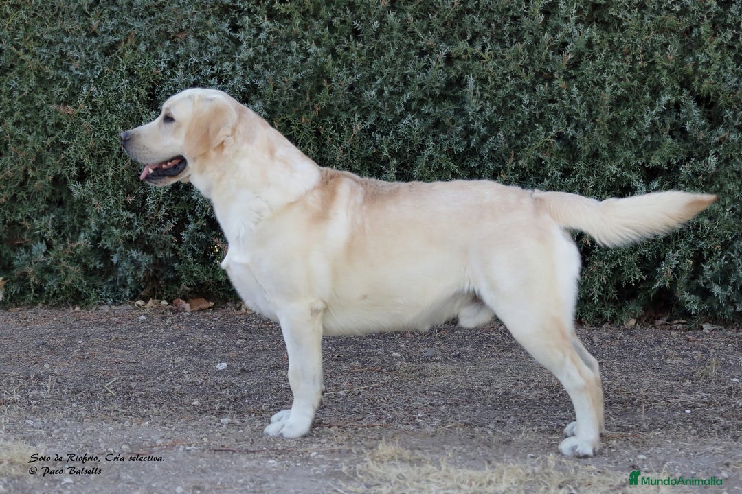 Labrador Retriever perros en venta: LABRADOR amarillo cachorros - Imagen 7