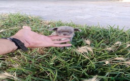 Chihuahua perros en venta: 🐶✨ Cachorros Chihuahua de Línea Exclusiva ✨🐶 - Imagen 12