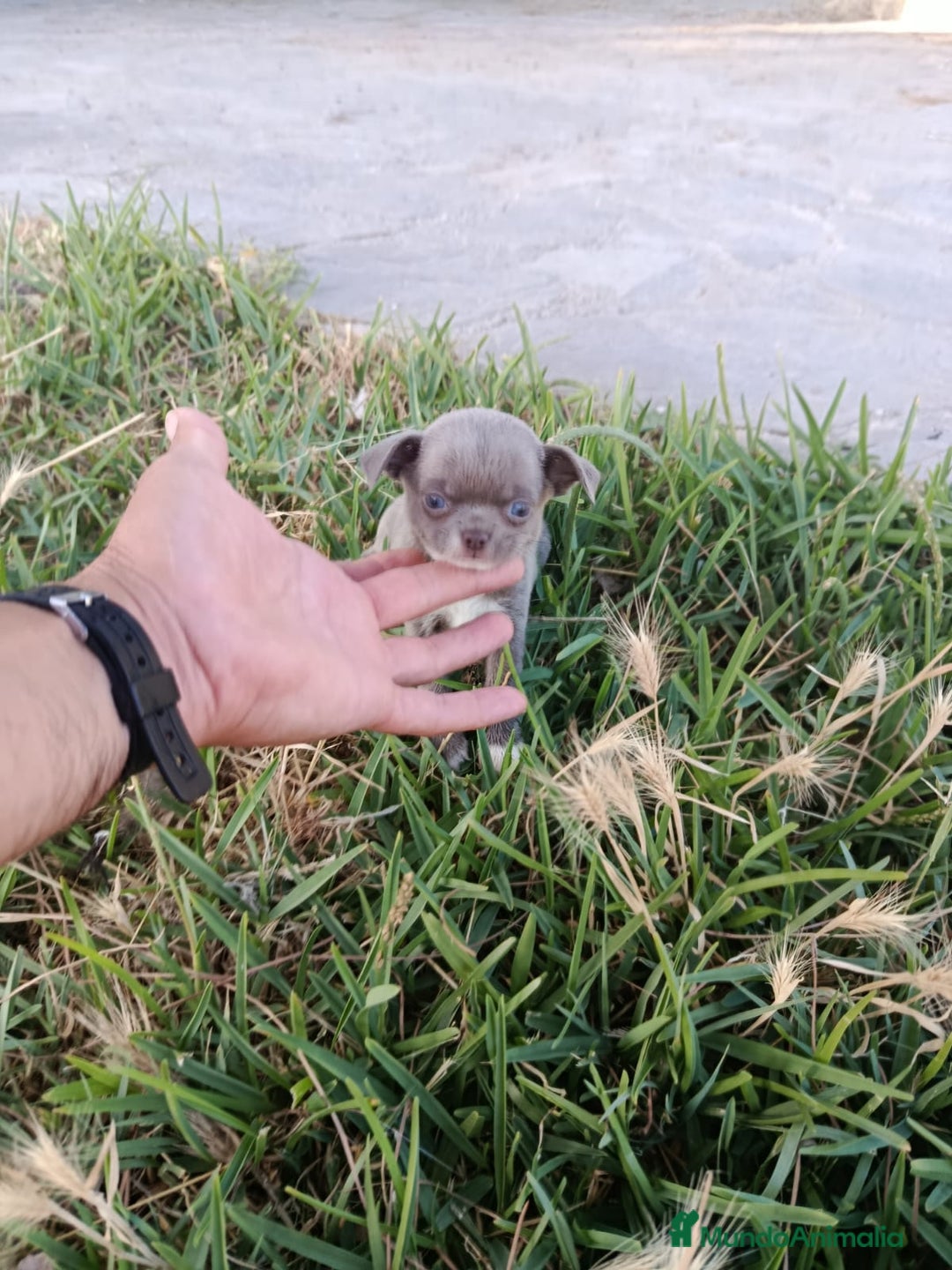 Chihuahua perros en venta: 🐶✨ Cachorros Chihuahua de Línea Exclusiva ✨🐶 - Imagen 12