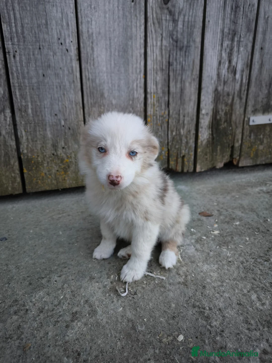 Border Collie perros en venta: Cachorros border collie varios colores! - Anuncio 7