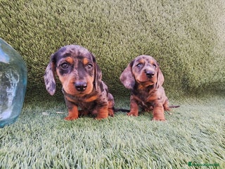 Teckel Miniatura perros - Anuncio 11