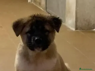 Akita Americano perros Akita Americano - Anuncio 1