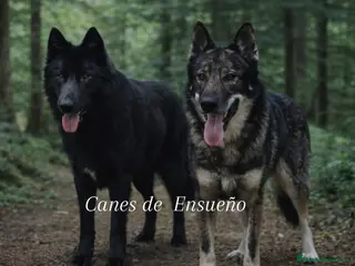 Perro Lobo Checoslovaco perros Wolfdog/Perro lobo - Anuncio 2